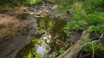A forest stream with rocks and foliage.