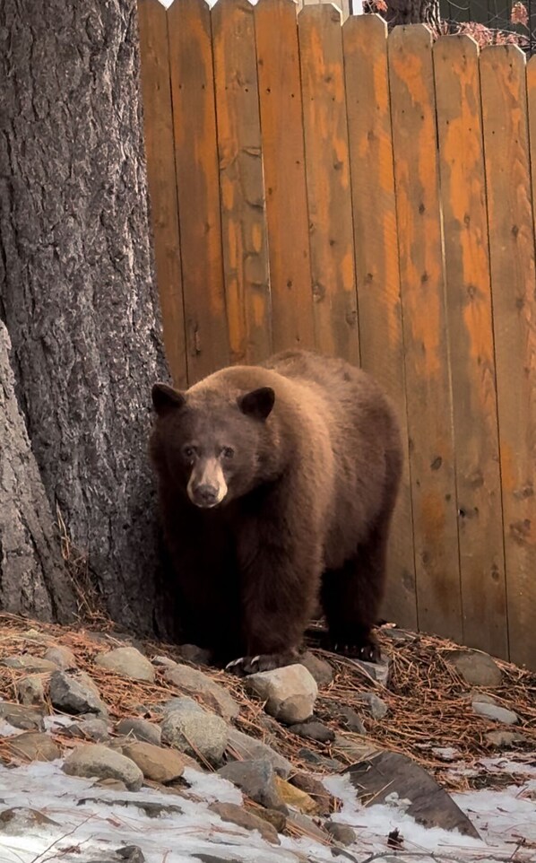 A bear standing next to a wooden fence and a tree.