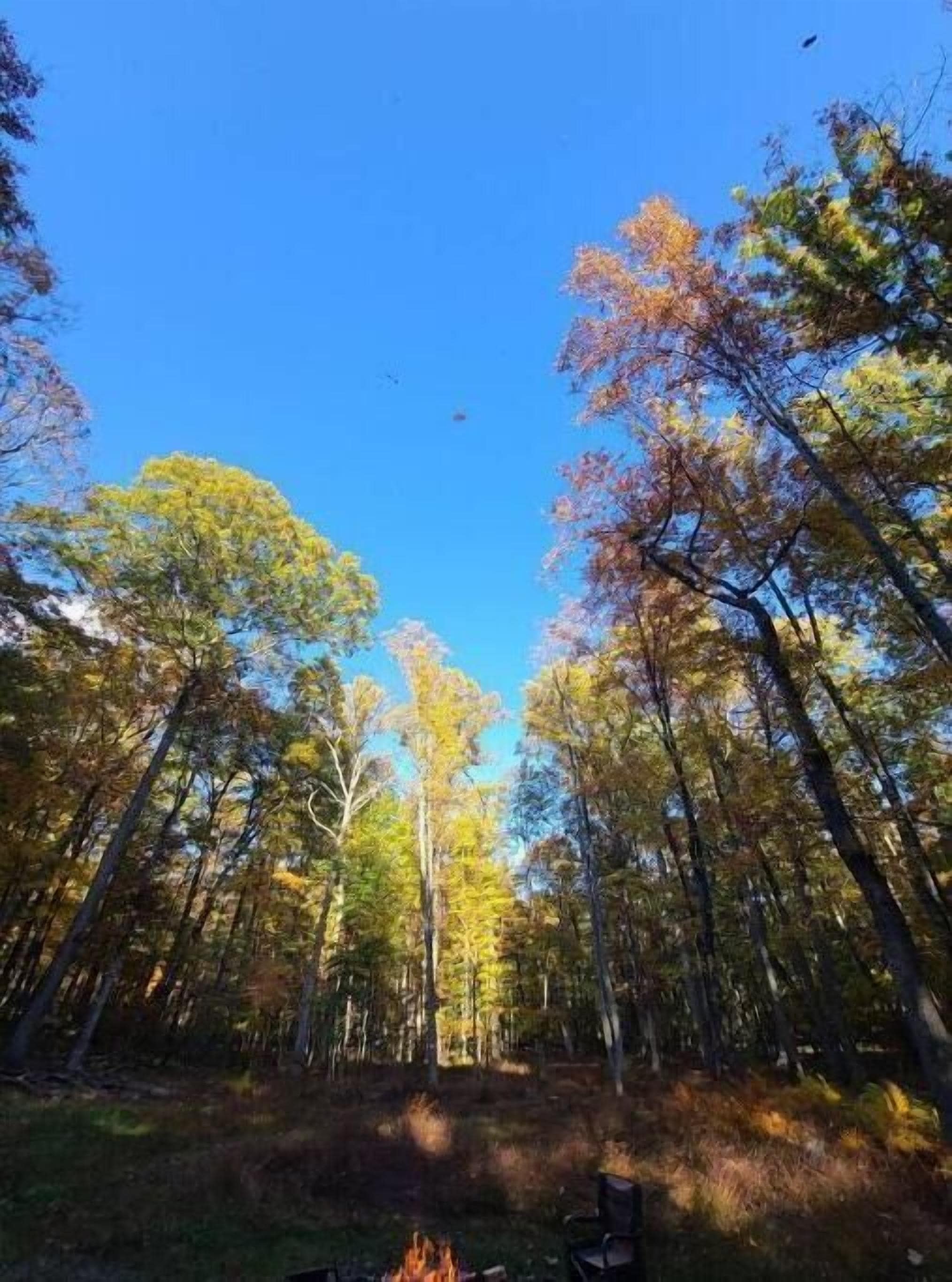 A forest with tall trees and a clear blue sky.