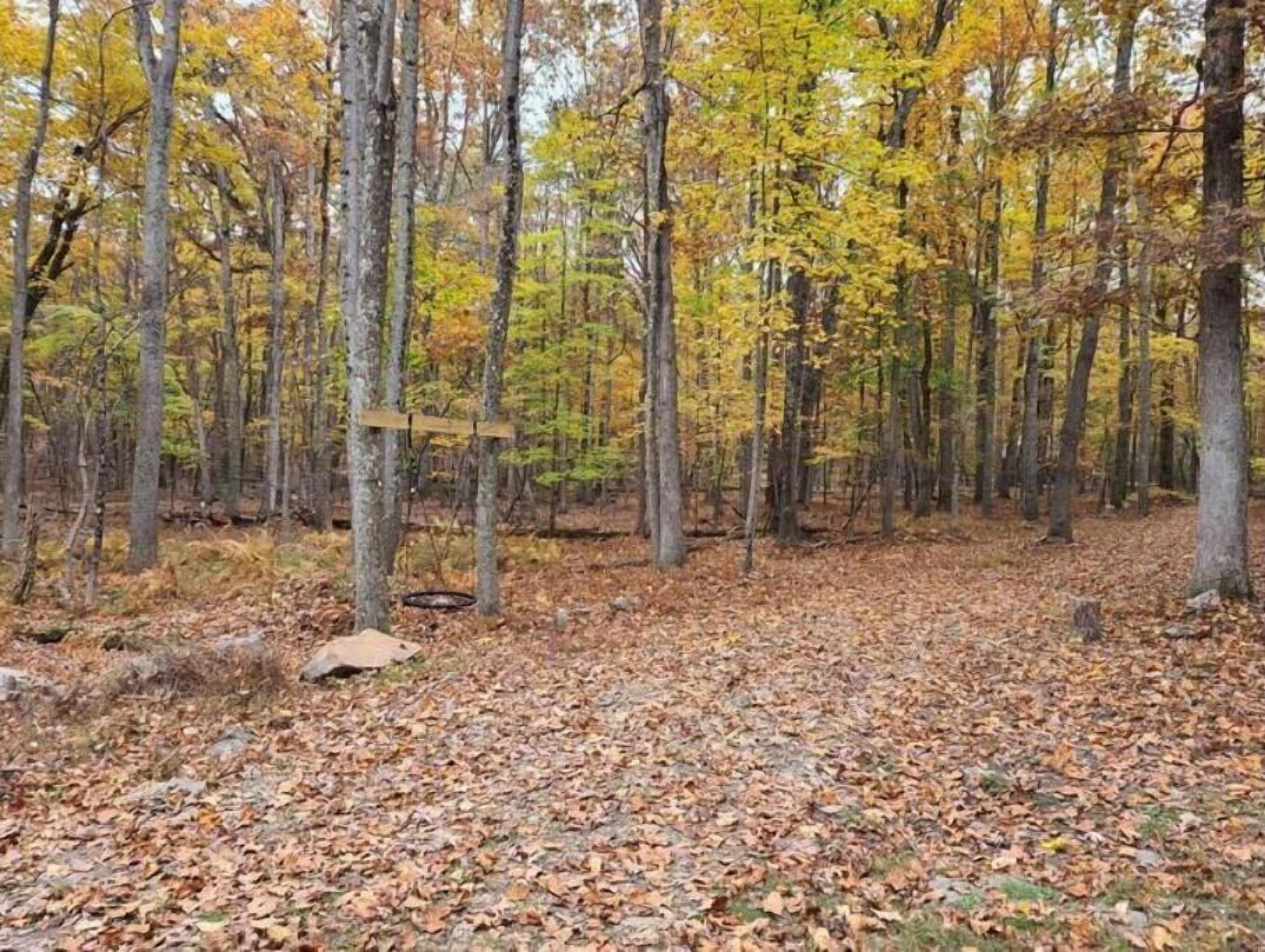 A forest with tall trees and a ground covered in fallen leaves.