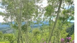 A natural landscape with trees, grass, and purple flowers. - Cozy Cabin with Private Hot Tub and Stunning Views (Silverthorne)