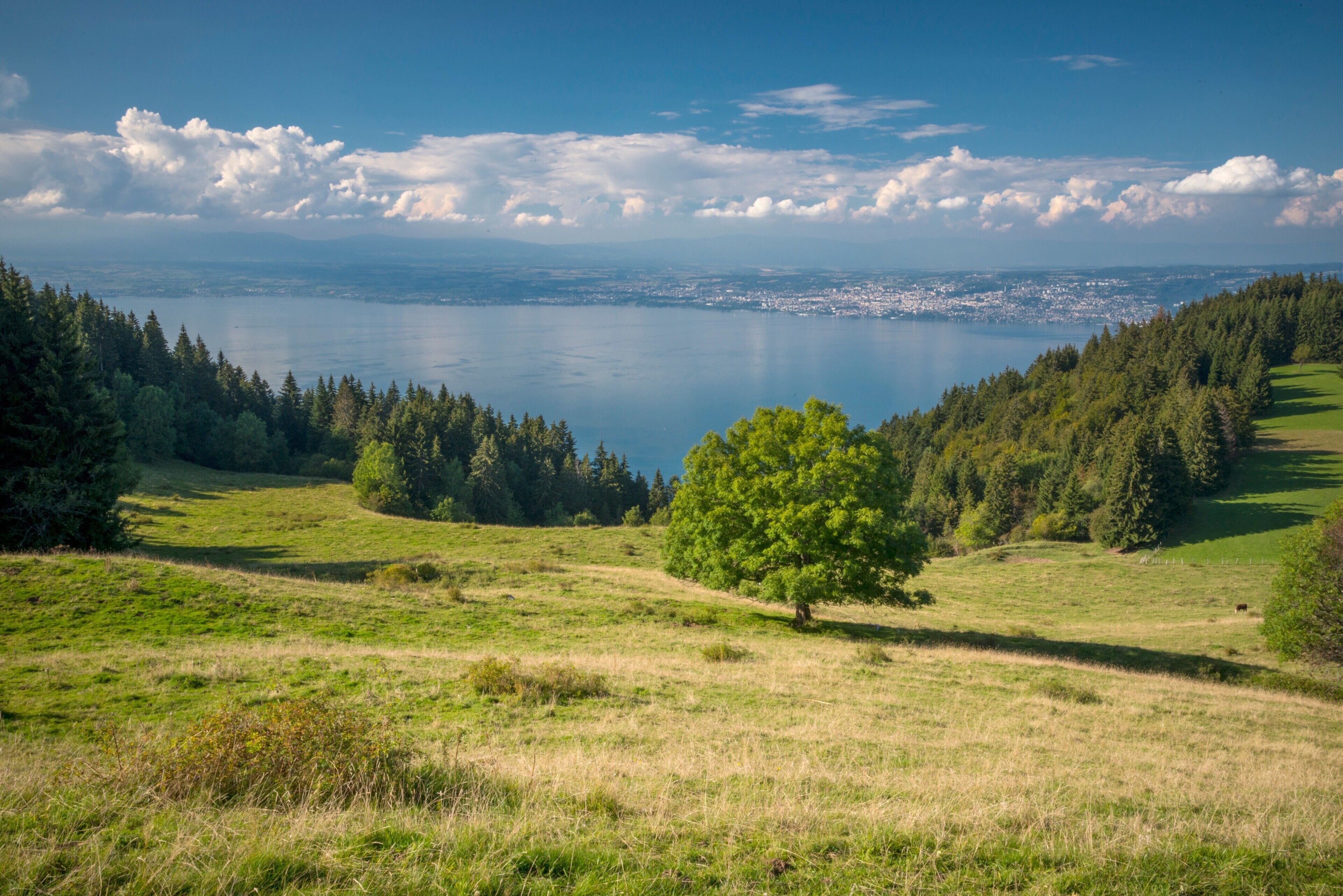 A panoramic view of a coastal landscape with a clear sky, a large body of water, and a tree in the foreground.