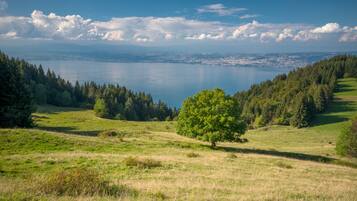 A panoramic view of a coastal landscape with a clear sky, a large body of water, and a tree in the foreground.