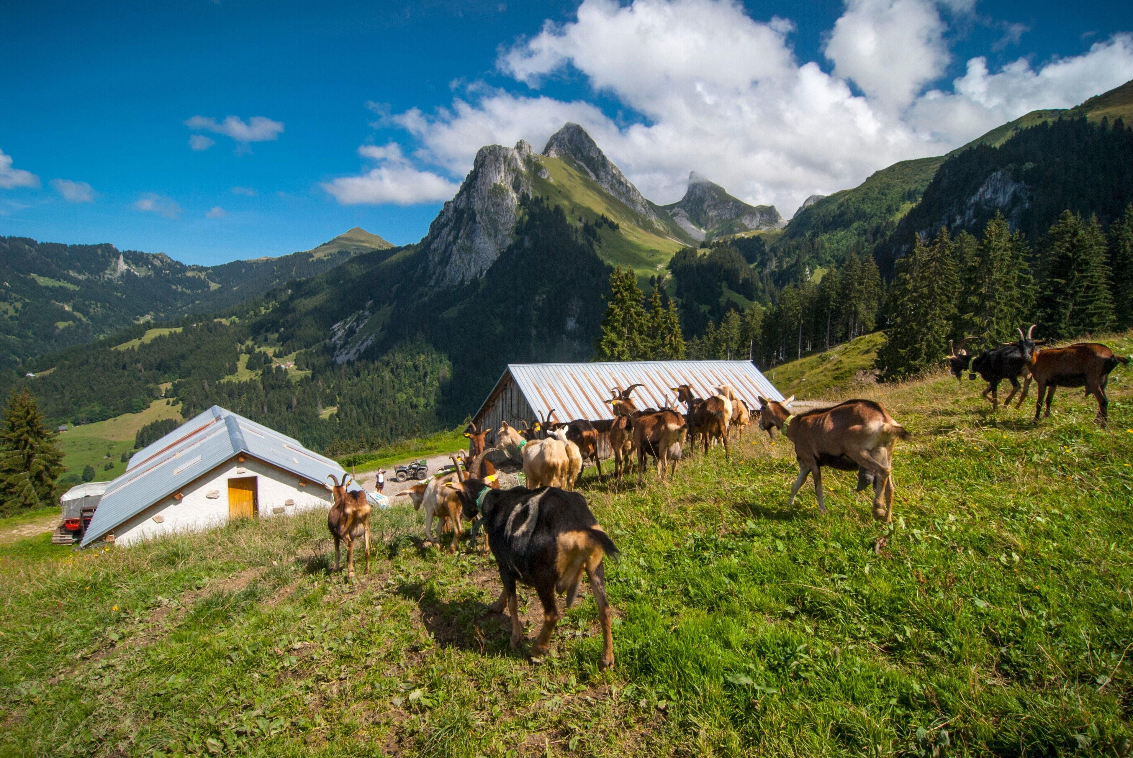 Eine gebirgige Landschaft mit einer Kuhherde und einem rustikalen Gebäude.