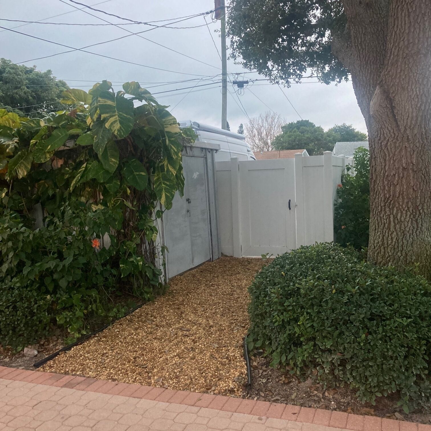A gated area with a gravel path, a hedge, and a tree.