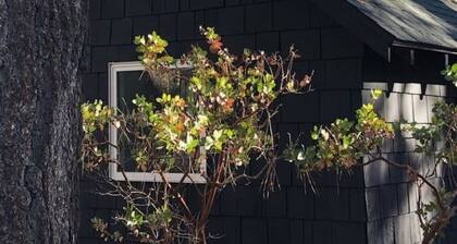 Small + Mighty Cabin In The Woods / C5