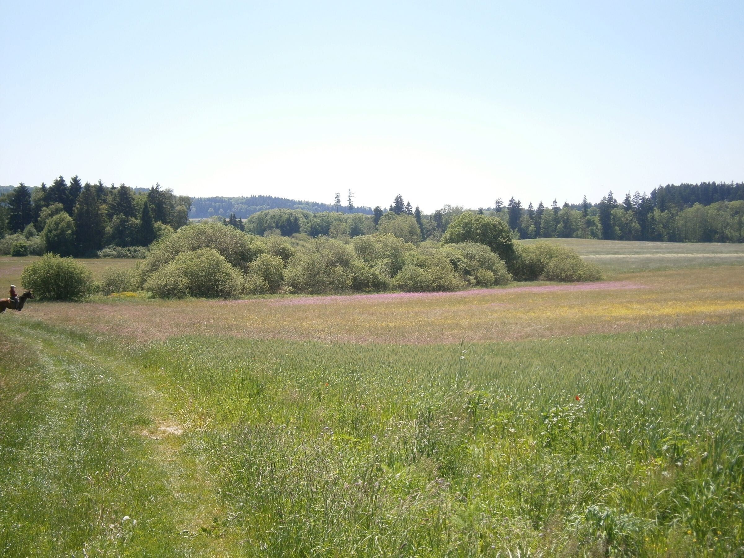 A field with a horse and rider, trees, and a clear sky.