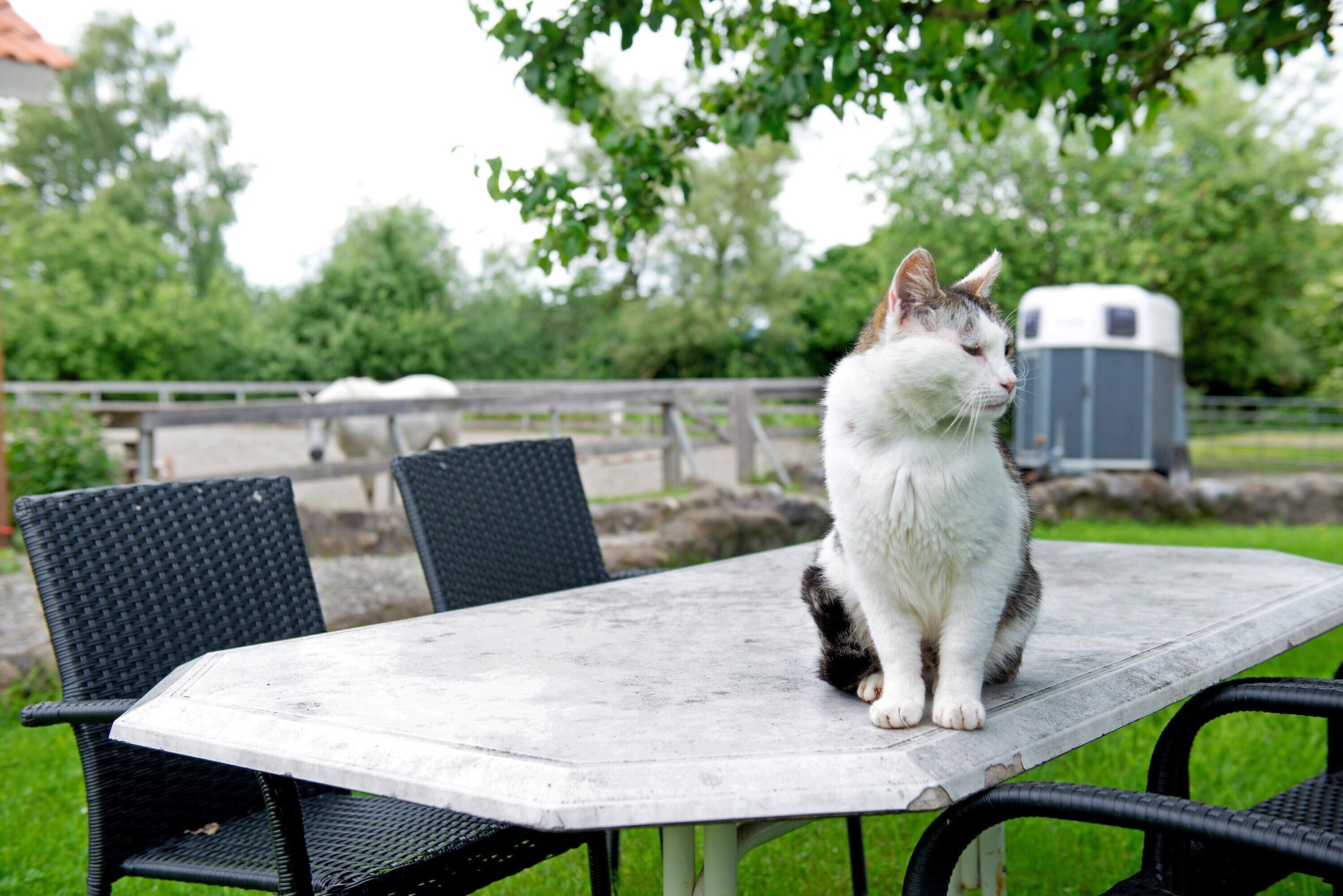 Un gato sentado en una mesa al aire libre, rodeado de sillas.