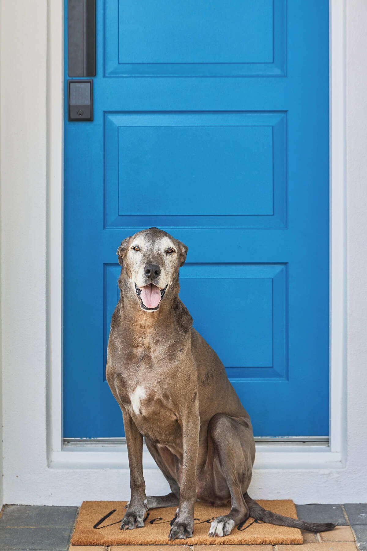 A dog sitting on a mat in front of a blue door.