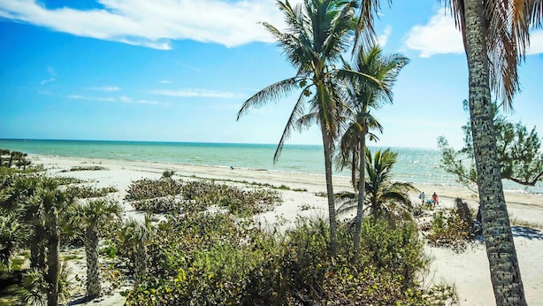 Une plage bordée de palmiers, sous un ciel dégagé.