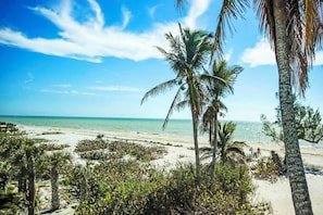 A beach with palm trees and a clear sky. - Blue Gulf 201 - Exclusive three bedroom direct gulf front condo (Sanibel)