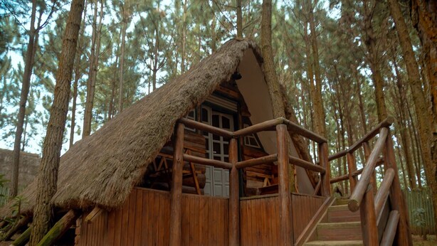A rustic wooden cabin with a thatched roof, surrounded by tall pine trees. - Nyungu Yamawe Forest Park (Kitukutwe)