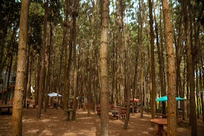 A forested area with picnic tables and benches, surrounded by tall trees. - Nyungu Yamawe Forest Park (Kitukutwe)