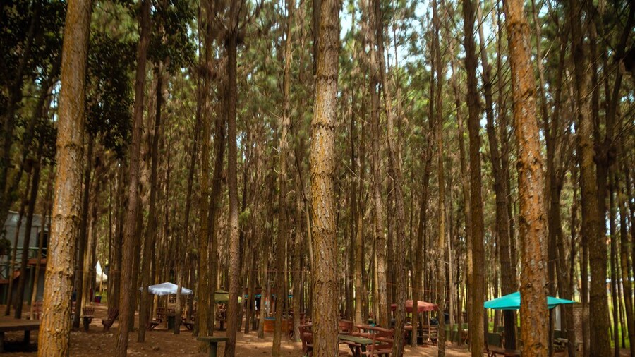 Nyungu Yamawe Forest Park