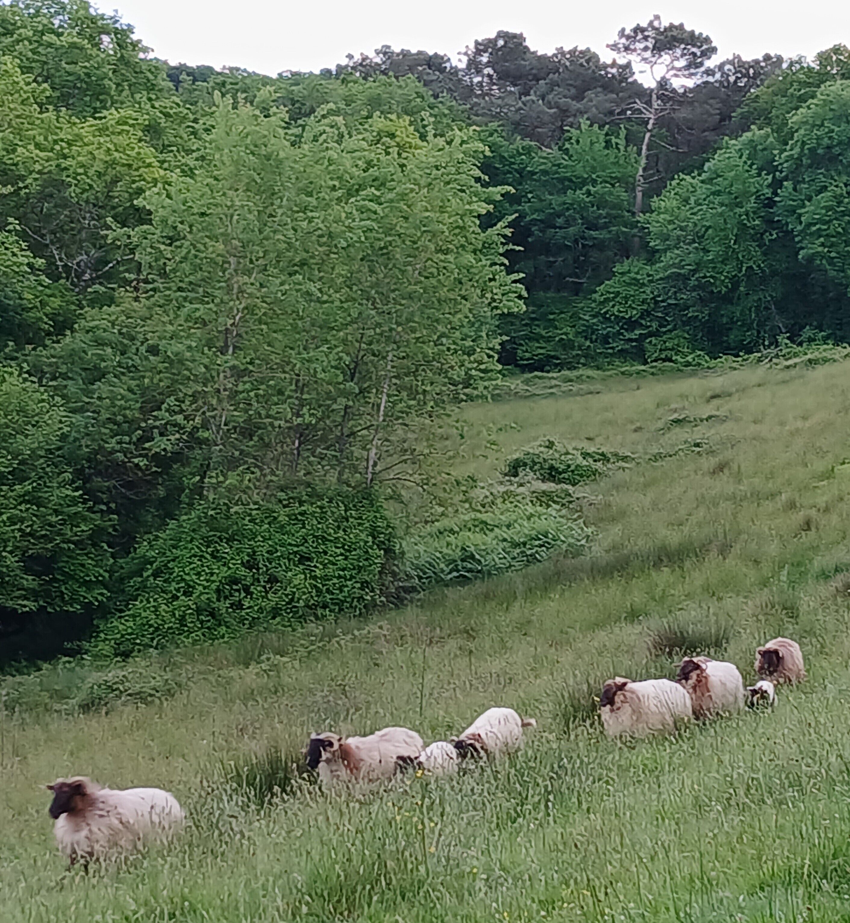 Ein grasbewachsenes Hügel mit weidenden Schafen.