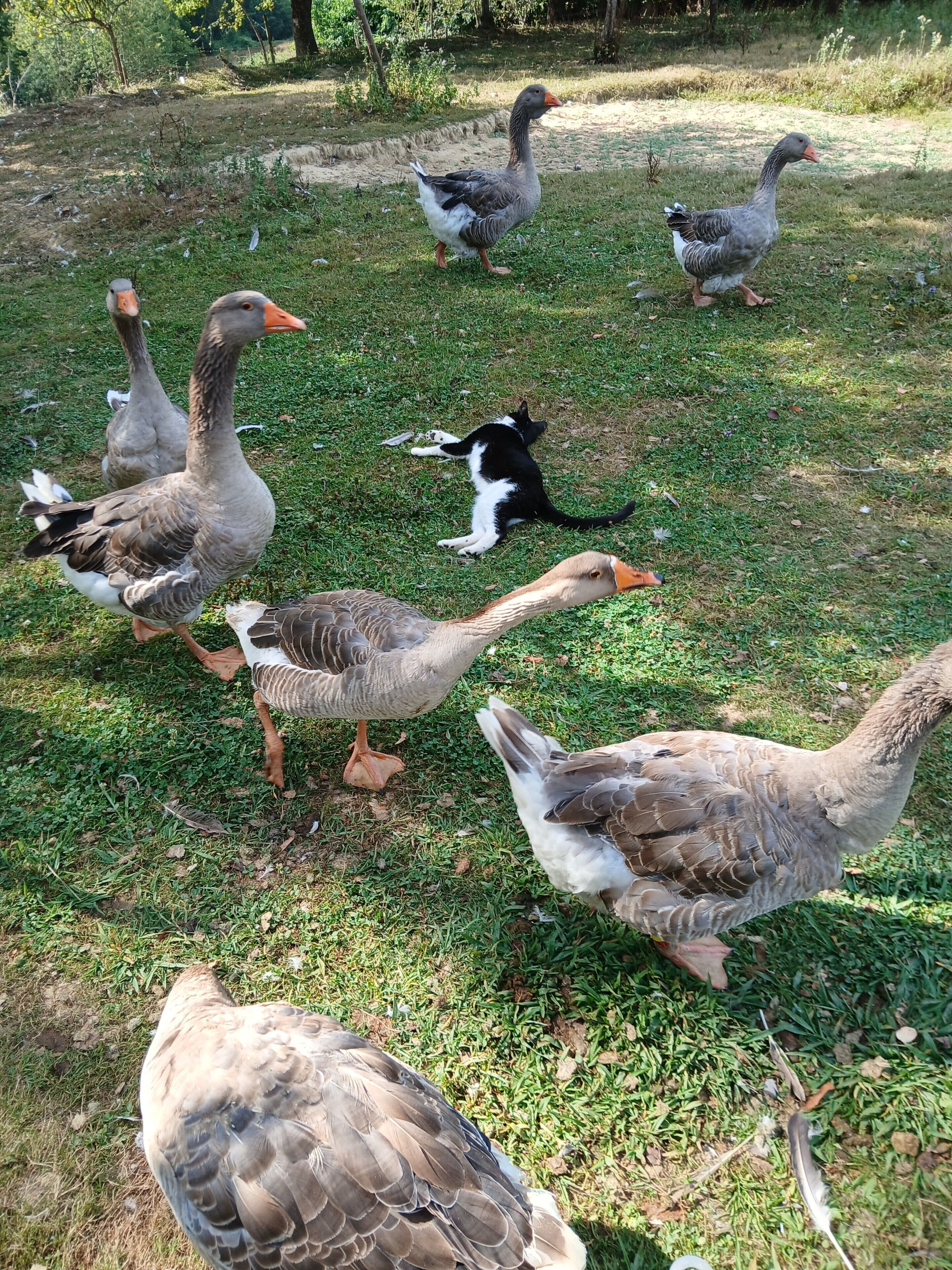 A group of geese and a cat on a grassy area.