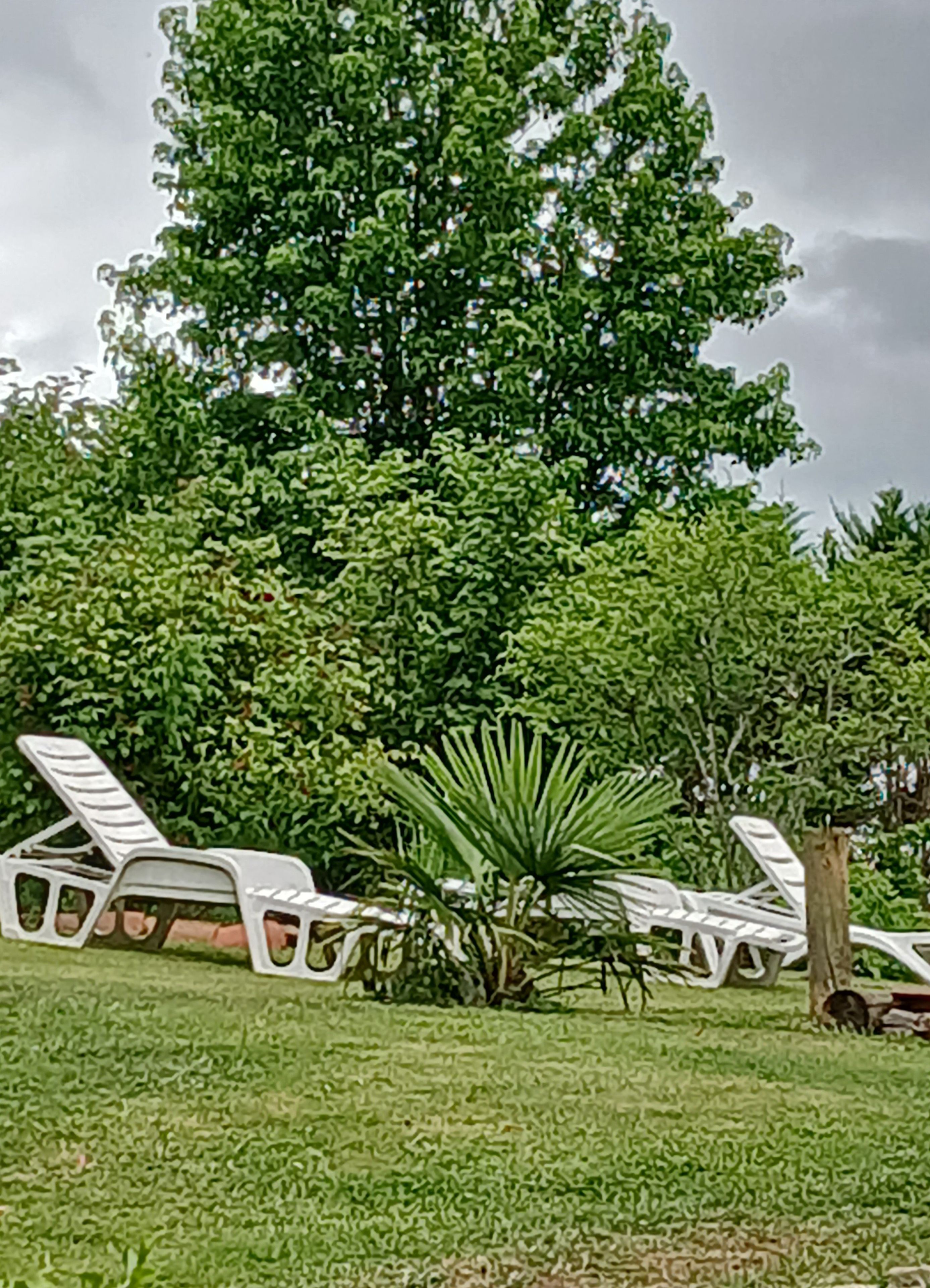 A lawn with white lounge chairs and a large tree.