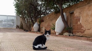 Eine schwarz-weiße Katze sitzt auf einem gefliesten Bürgersteig.
