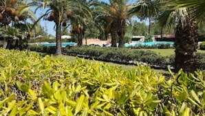 A landscaped garden with palm trees and manicured bushes.