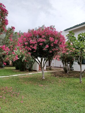Un jardín con un gran árbol floreciente, un edificio blanco con techo rojo y un sendero.