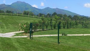 Un vigneto recintato con un sentiero ben definito al suo interno, circondato da campi verdi e montagne sullo sfondo.
