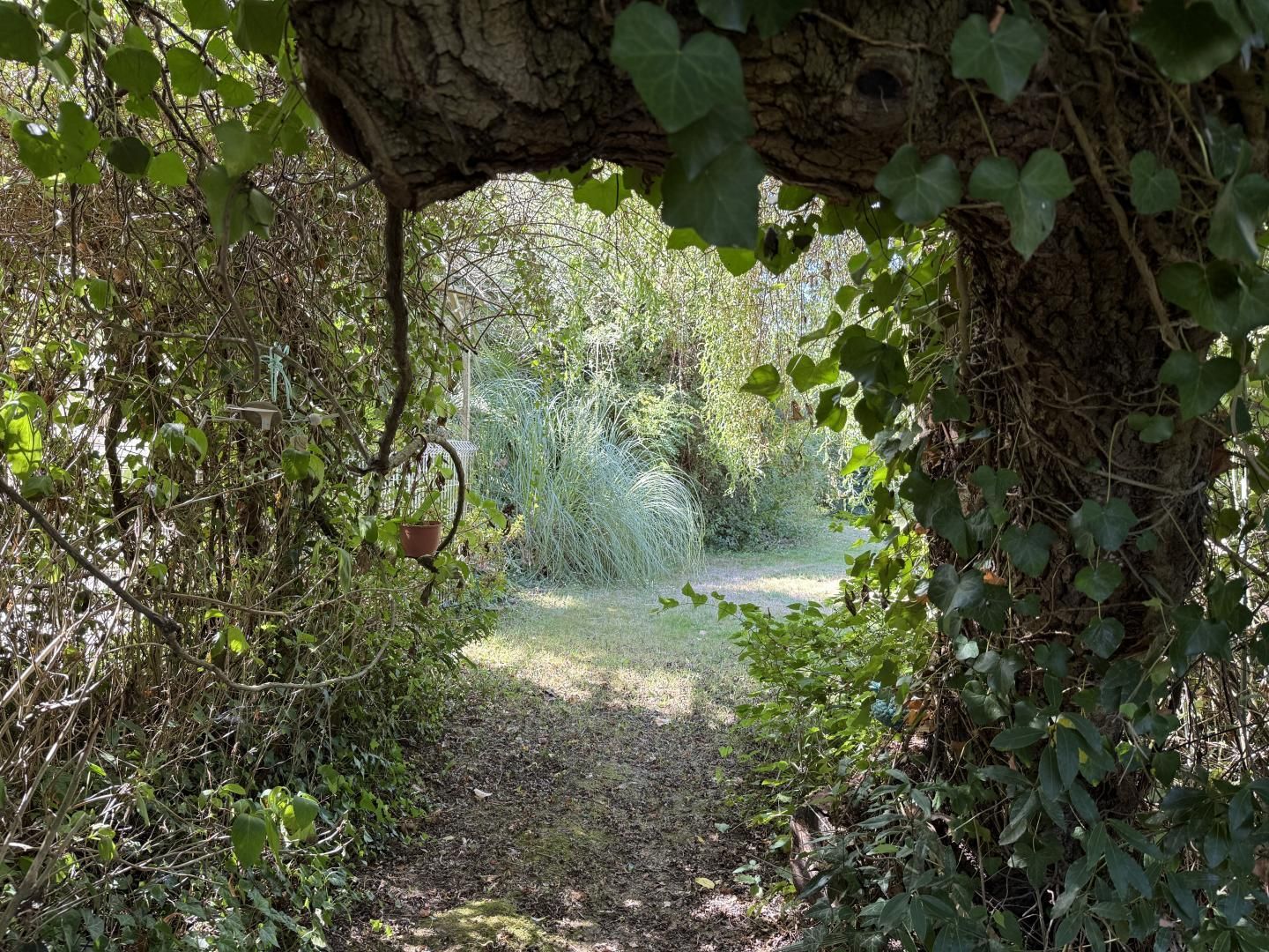 A pathway leading through a garden with a tree arching over it, surrounded by dense foliage.