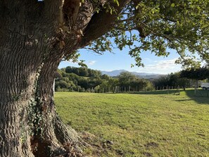 Un arbre avec un tronc imposant et des branches qui s’étendent vers l’extérieur, un champ herbeux et une chaîne de montagnes lointaine.