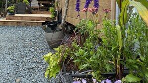A wooden deck with potted plants and a metal fence.