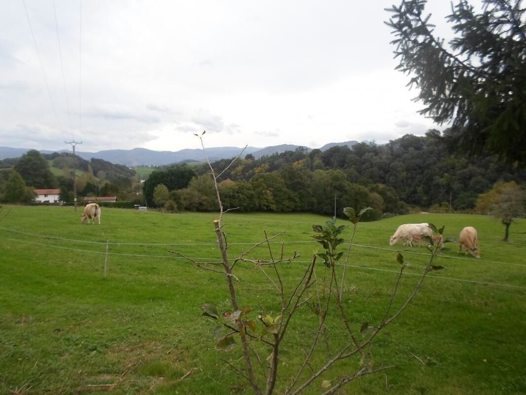 A rural landscape with a green field, a few cows grazing, and a house in the background.