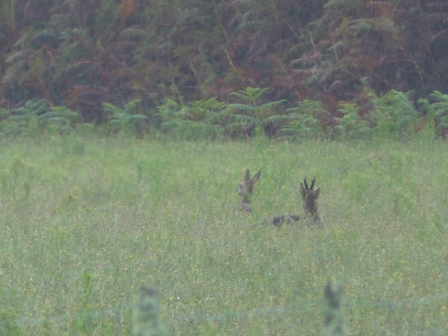 A field with two deer in the foreground and dense ferns in the background.