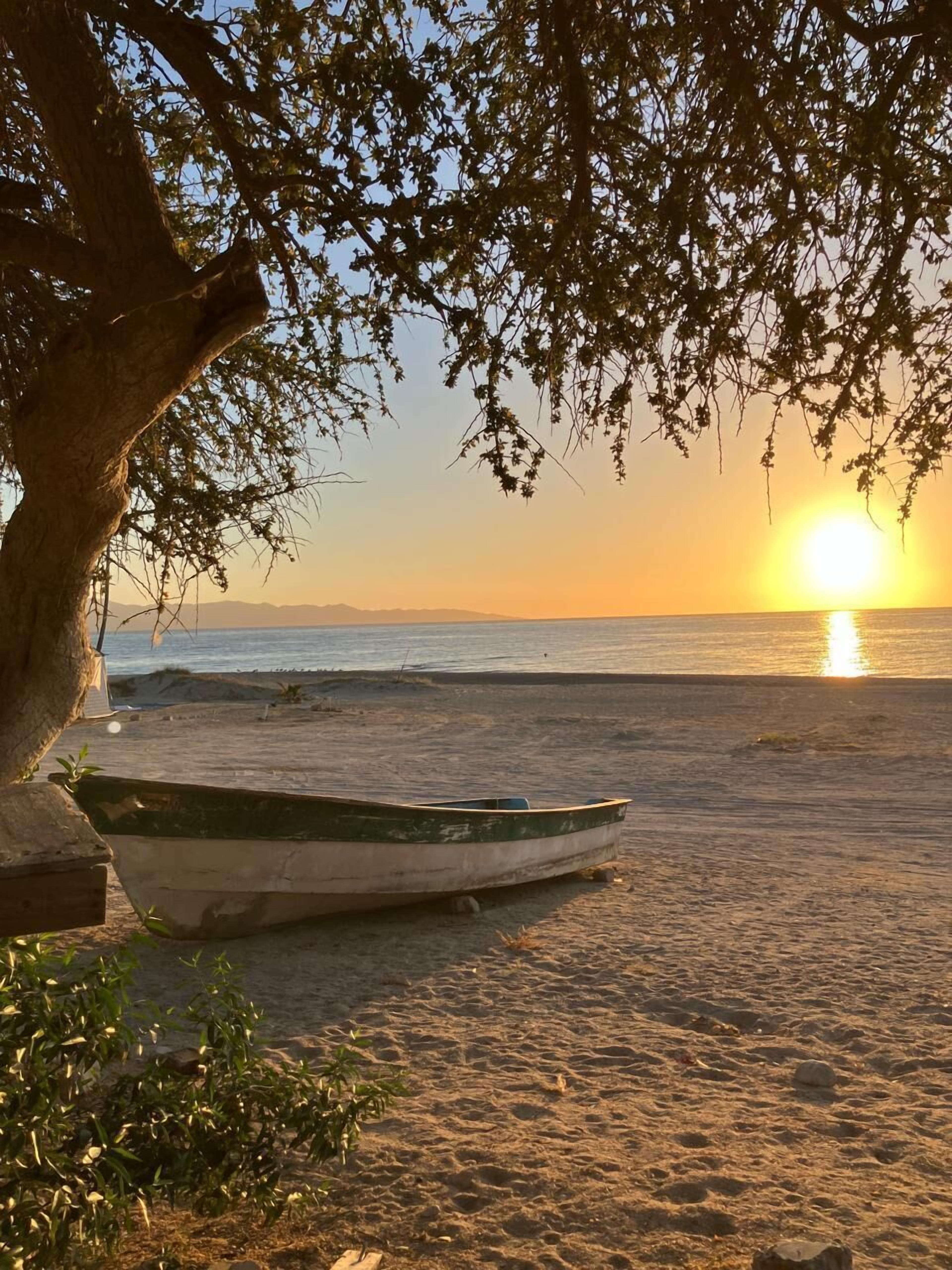 Uma praia com um barco na areia e uma árvore em primeiro plano.