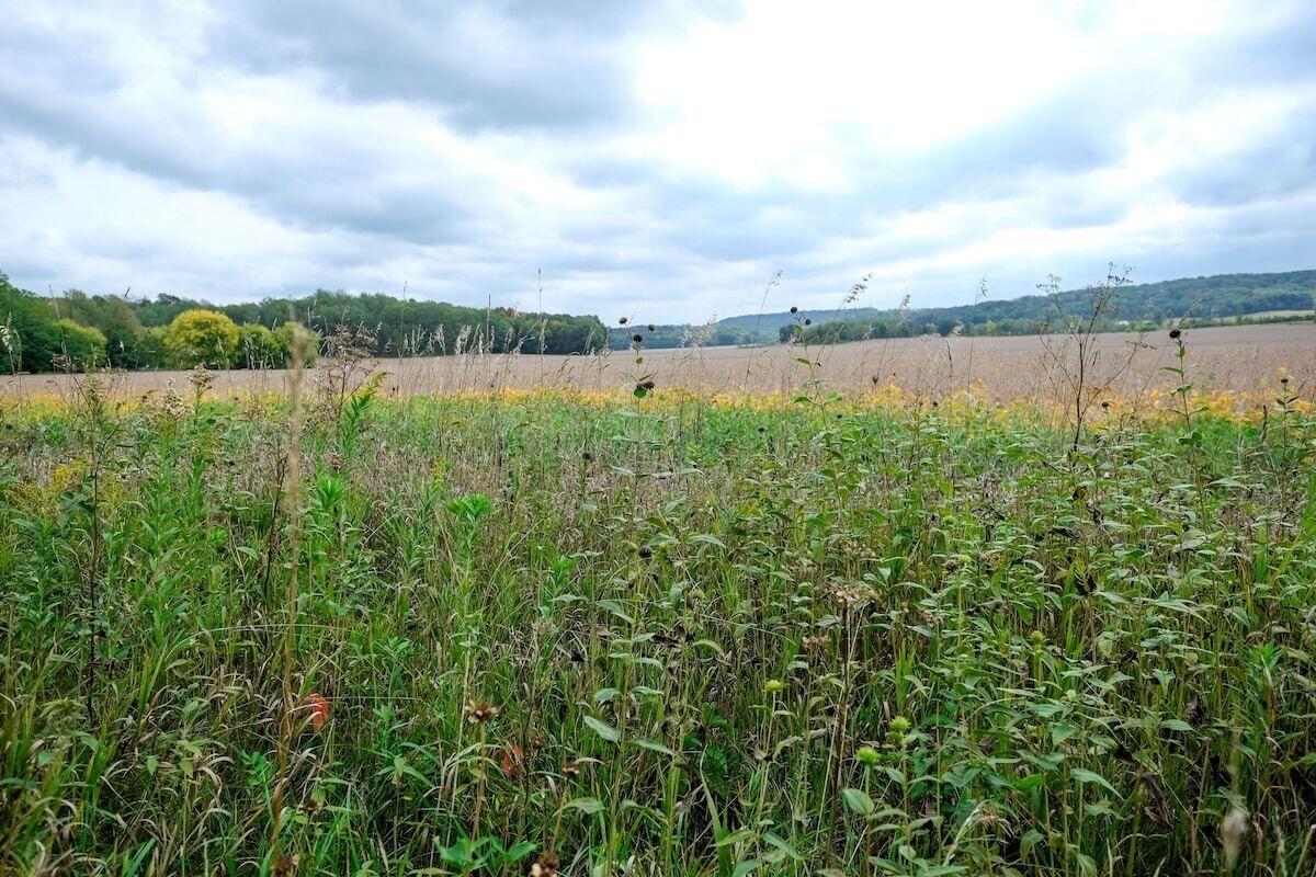 A field with tall grass and wildflowers, a cloudy sky, and distant trees.