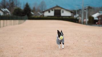Un chien portant un vêtement rayé court dans un champ sec et herbeux, avec une maison et des montagnes en arrière-plan.