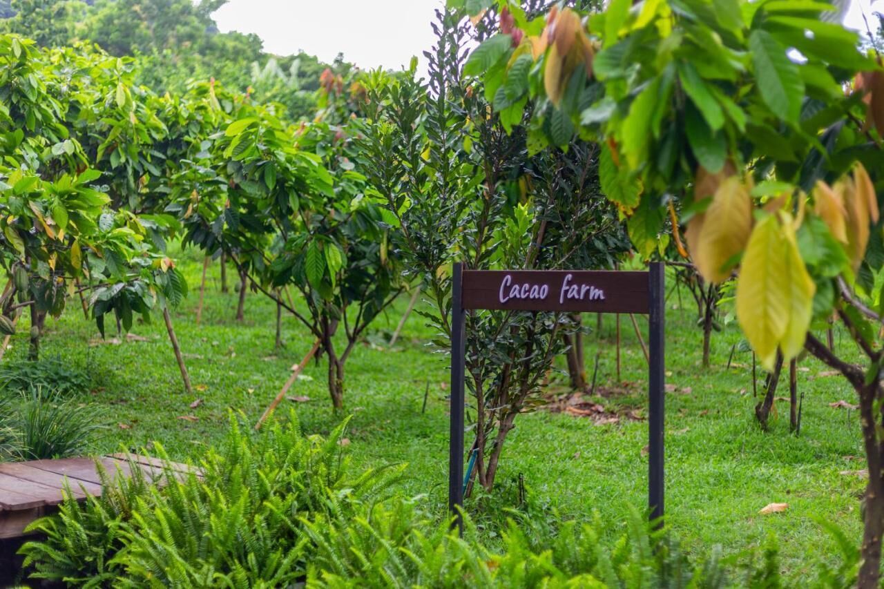 A sign reading "Cacao farm" amidst lush greenery and cacao trees.