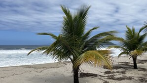 Ein Strand mit Palmen und dem Meer.