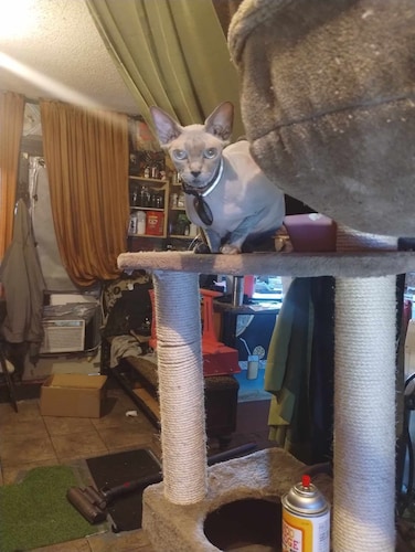 GREAT BACK YARD: 1 Bathroom 2Bedroom 5 Beds Two Level Summer Condo 