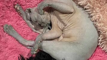 DĂ©tail de lâintĂ©rieur