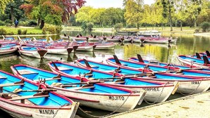 Una hilera de botes pequeños amarrados en un lago tranquilo, rodeado de árboles y follaje.