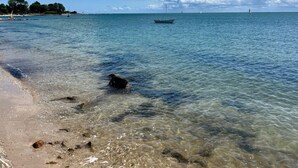 A beach with clear water, a boat, and a lighthouse in the distance. - The bookstore, beachfront house facing Tatihou island, feet in the water ! (Reville)