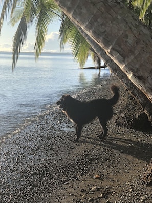 On the beach, black sand