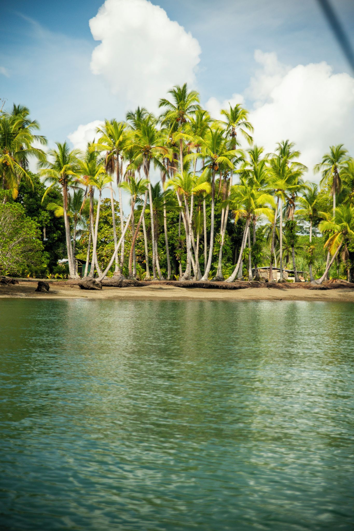 A tropical beach with palm trees and a calm sea.