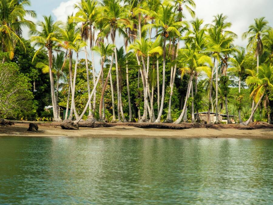 A tropical beach with palm trees and a calm sea.