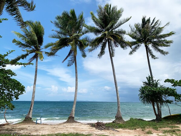 A beach with palm trees and the ocean.