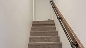 Eine Treppe mit Teppichstufen und einem hölzernen Geländer.