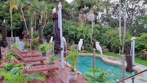 Zona de piscina con sillones de descanso, sombrillas y aves blancas posadas en postes.