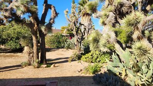 Een woestijntuin met verschillende soorten cactussen en yucca's.