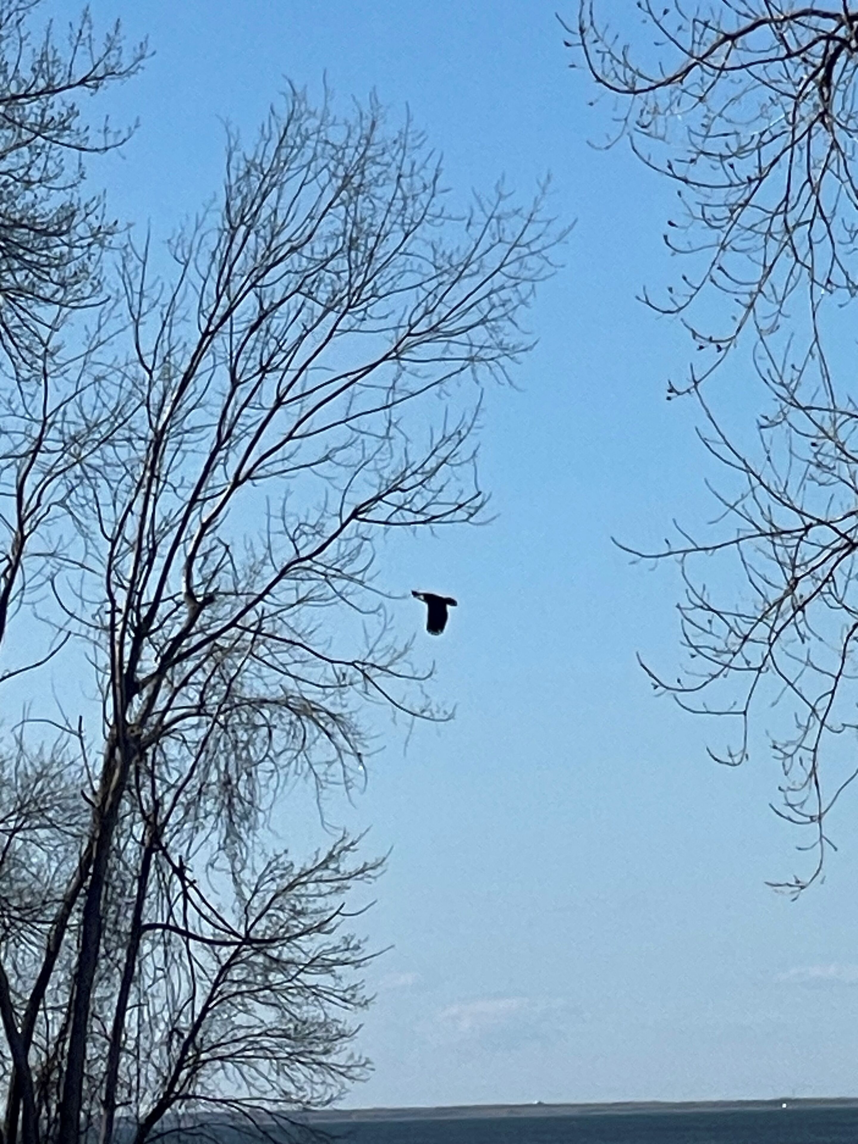 Een vogel vliegt in een heldere lucht, met kale bomen op de voorgrond.
