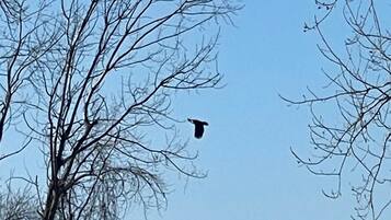 Een vogel vliegt in een heldere lucht, met kale bomen op de voorgrond.