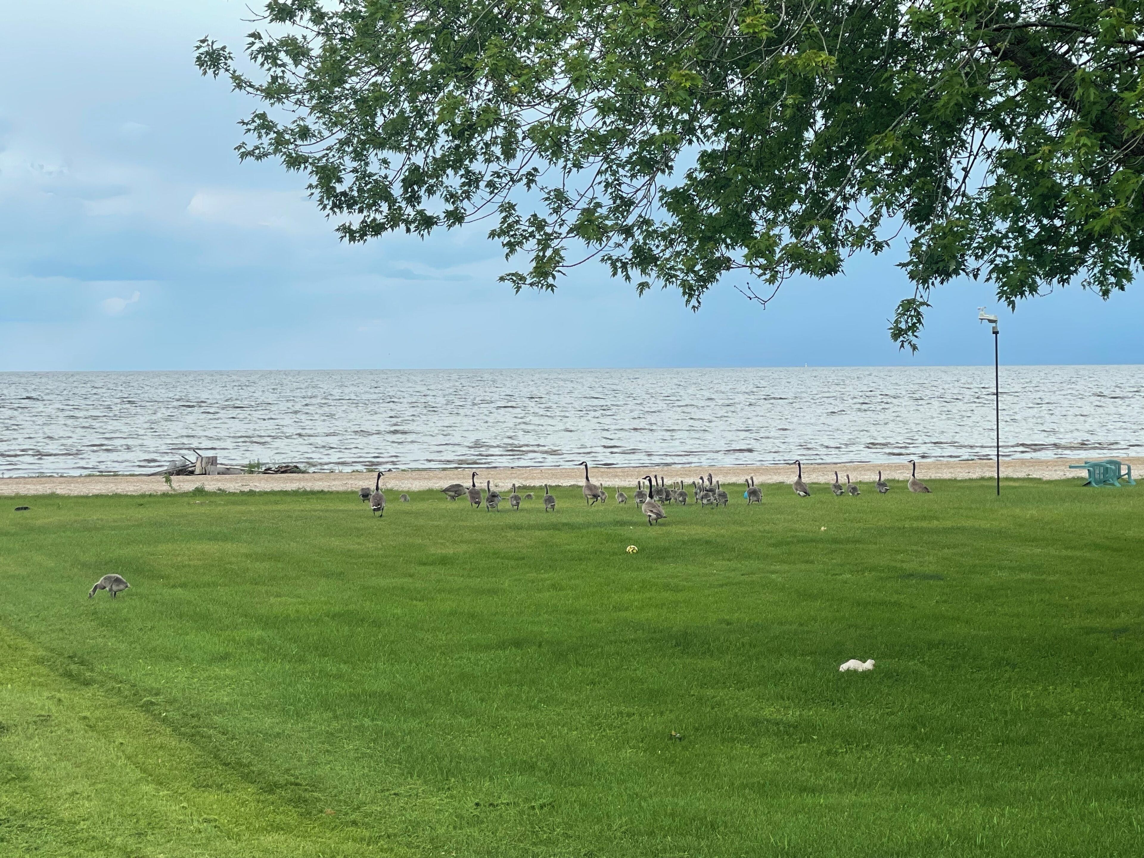 Zona verde con vista al mar y un árbol.