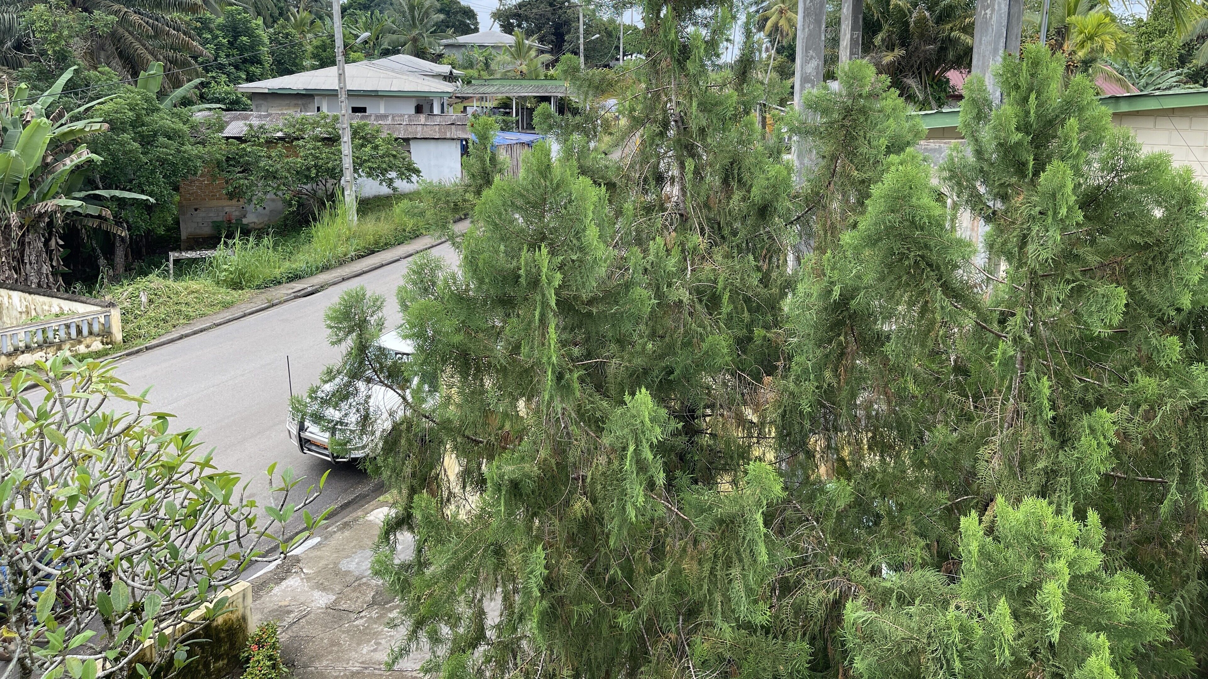 A residential street with a white car driving, surrounded by dense greenery and houses.